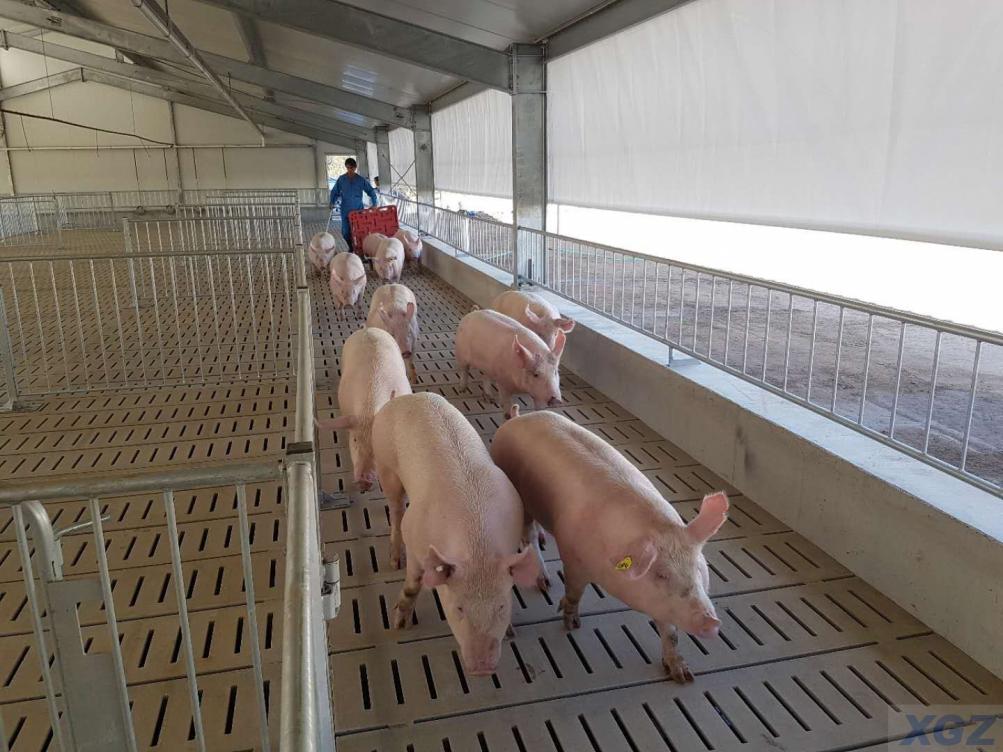 Vorgefertigte Schweinefarm aus verzinktem Stahl