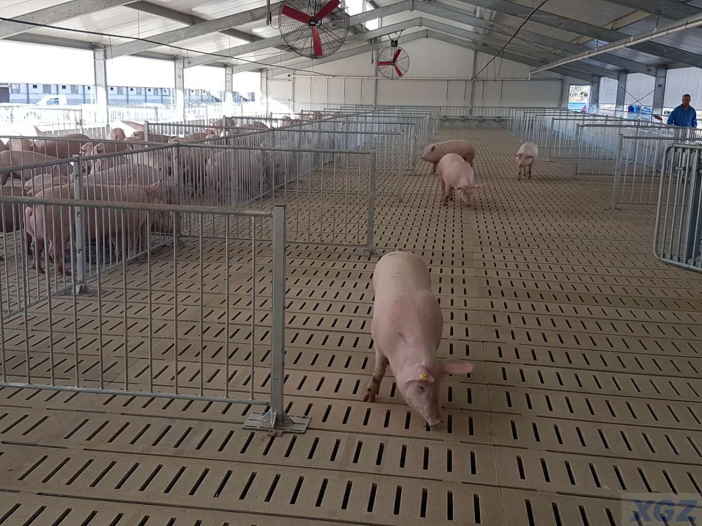 Vorgefertigte Schweinefarm aus verzinktem Stahl